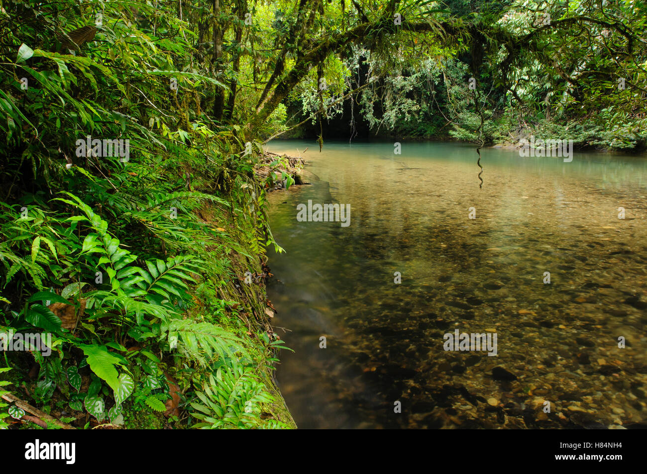 Claro indicando hábitats prístinos arroyos rocosos se están volviendo cada vez más vista rara en Malasia, Lubang Buaya, Batang Ai Foto de stock