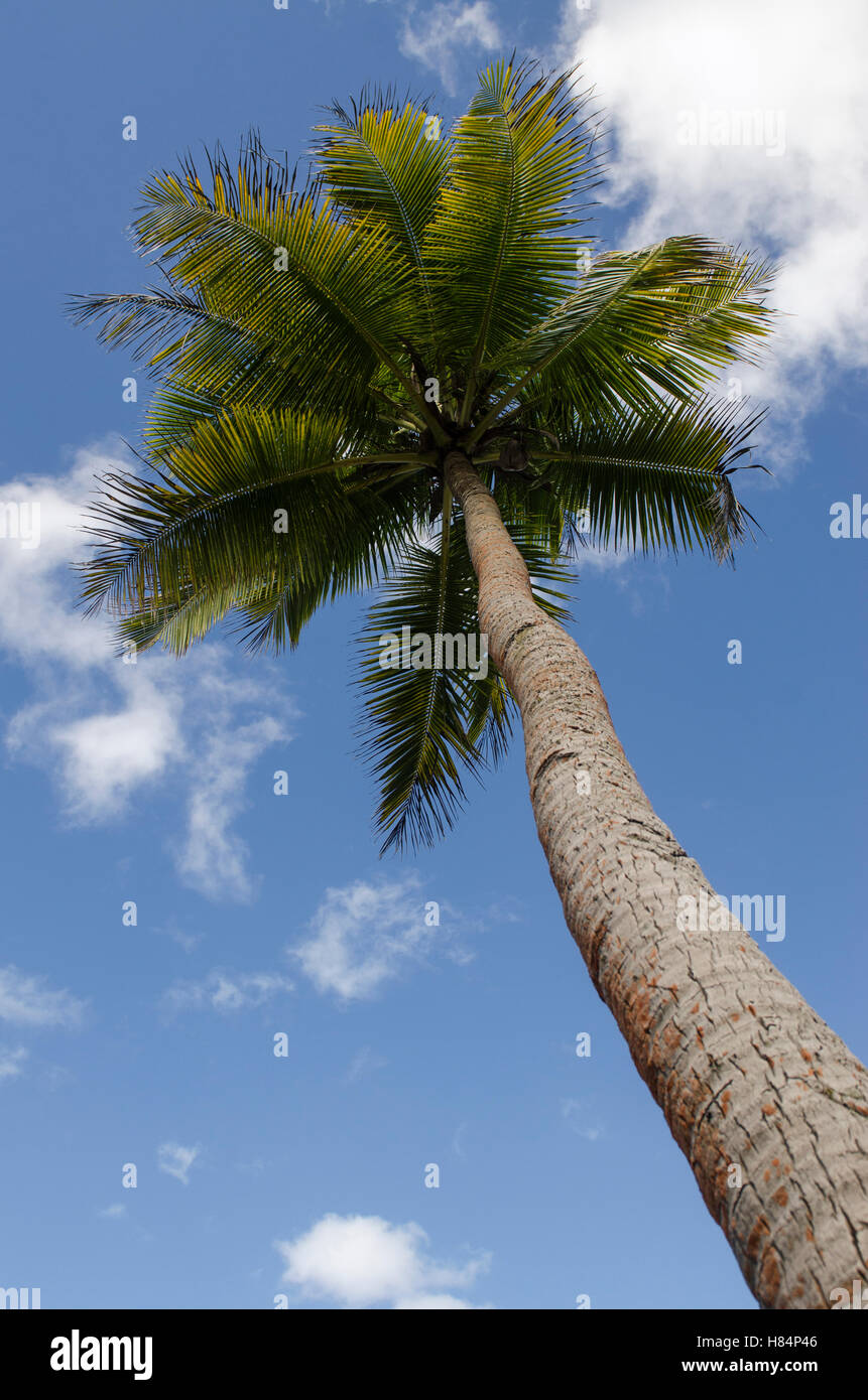 Palma de coco (Cocos nucifera), Fiji Foto de stock