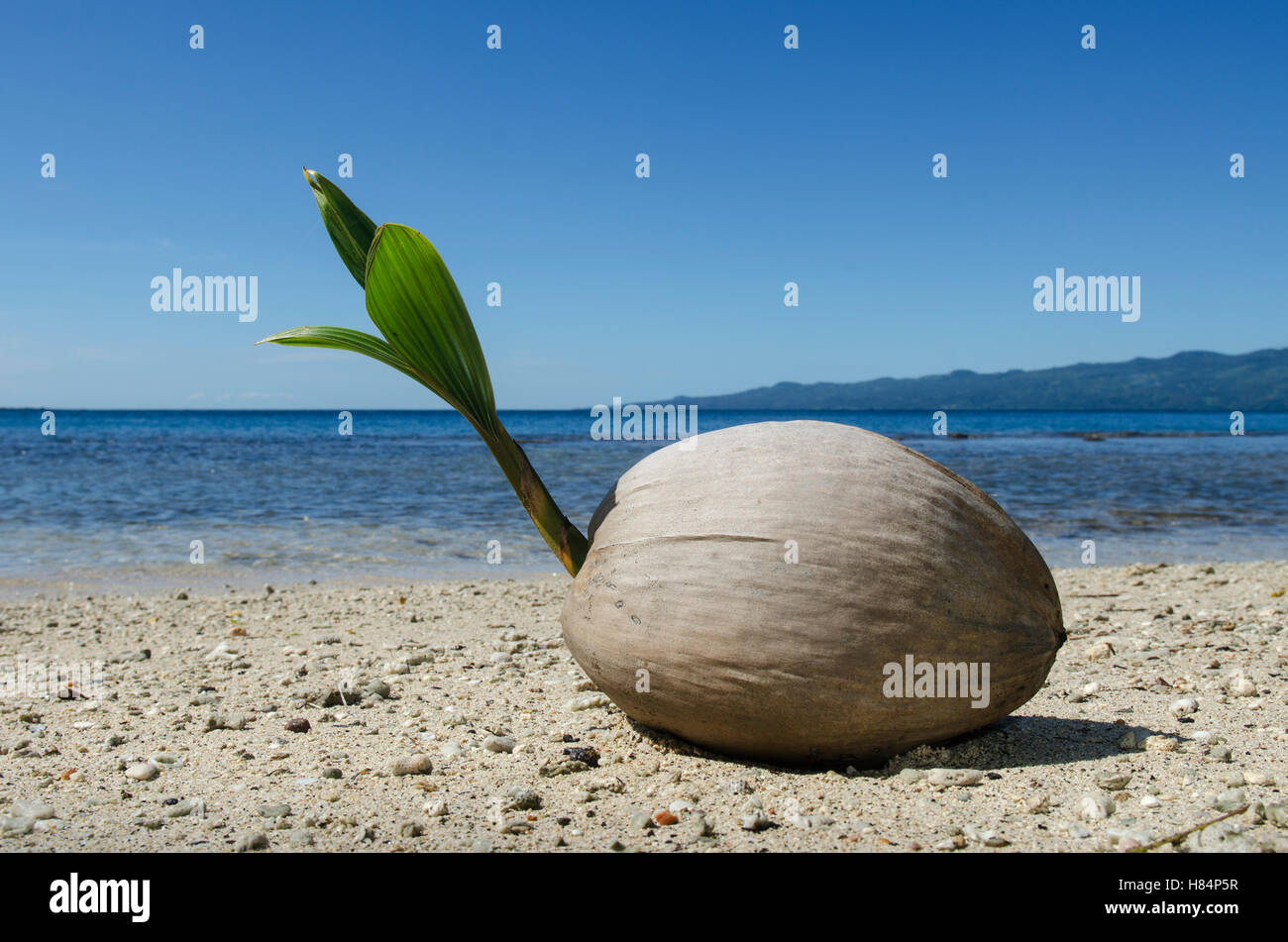 Palma de coco (Cocos nucifera), Fiji Foto de stock