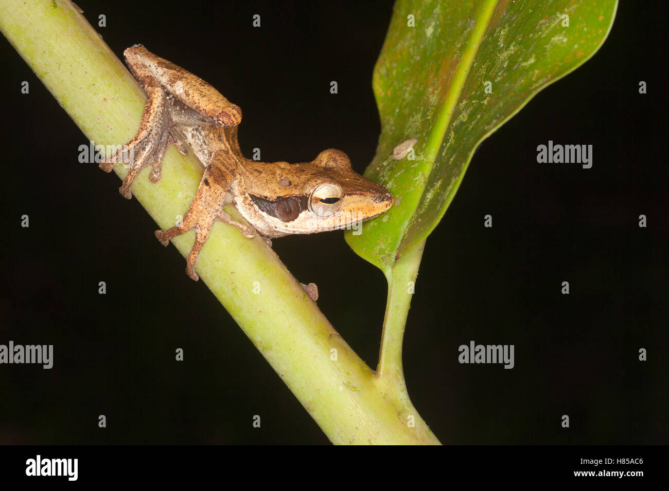 Dark orejudo Tree Frog (Polypedates macrotis) en la selva de noche Foto de stock