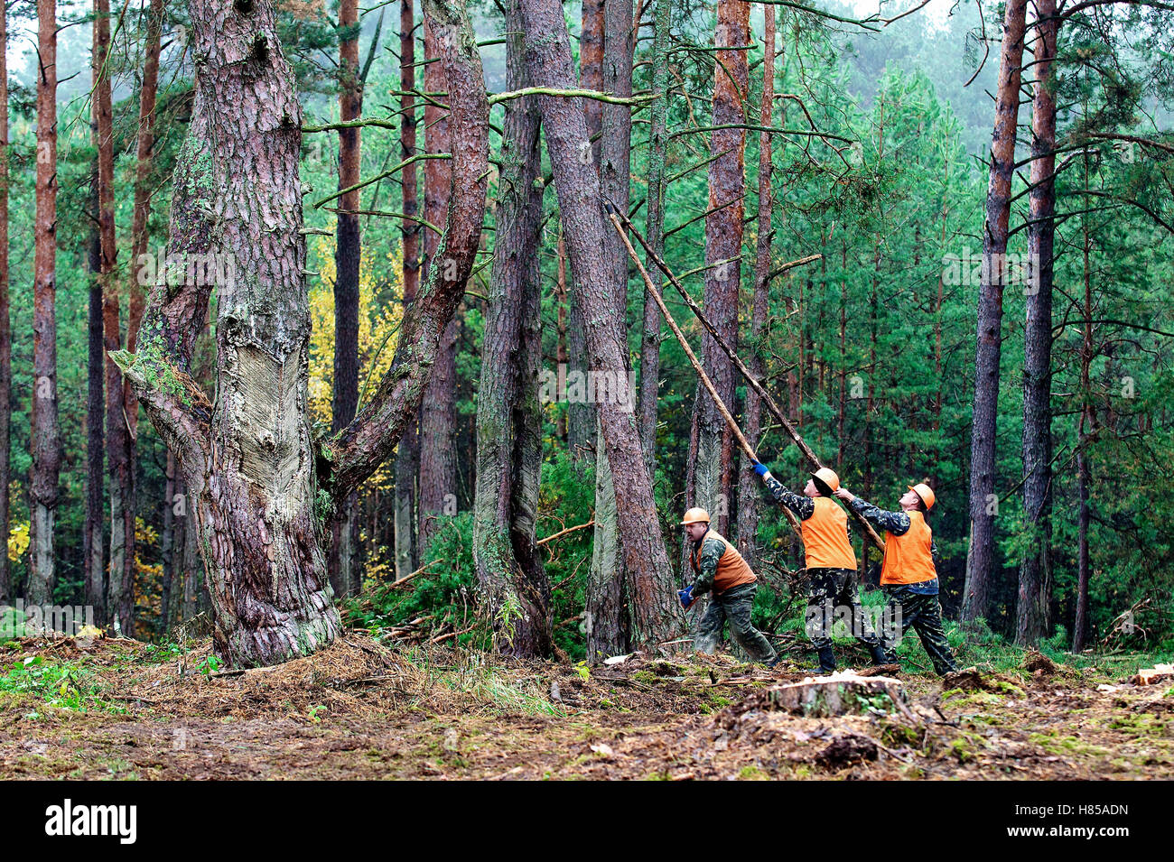 Pino Royo (Pinus sylvestris) árboles cosechado a bosque ralo y reducir