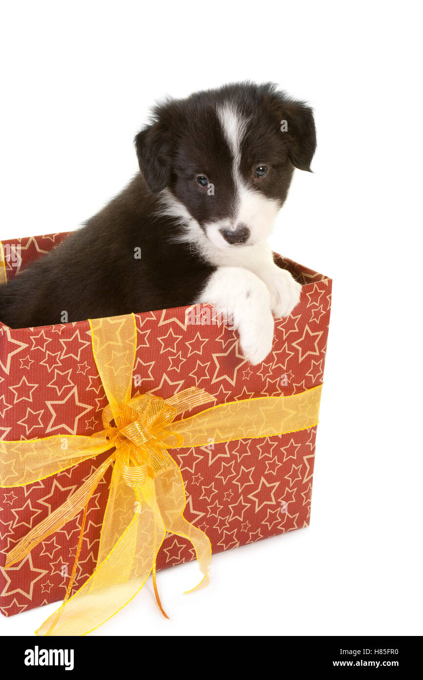 Regalo de Navidad con un pequeño y lindo Border Collie cachorro Fotografía  de stock - Alamy