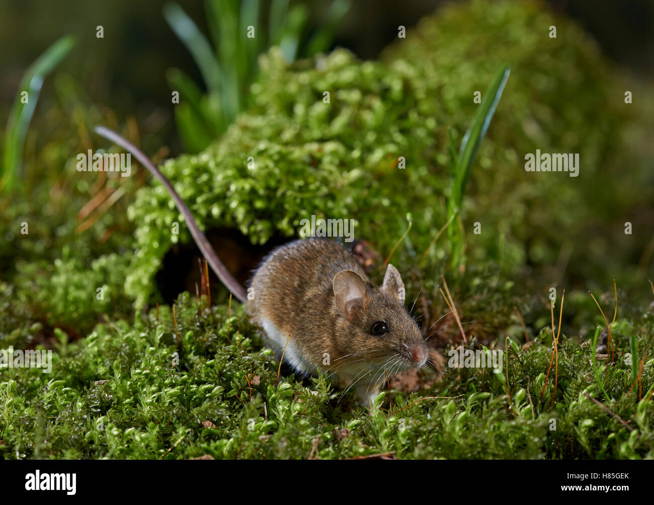(Apodemus sylvaticus Ratón de madera), Sussex, Inglaterra Foto de stock