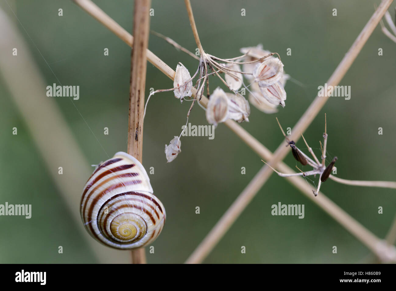 Blanco-labiado (caracoles bandeados Cepaea hortensis) Foto de stock