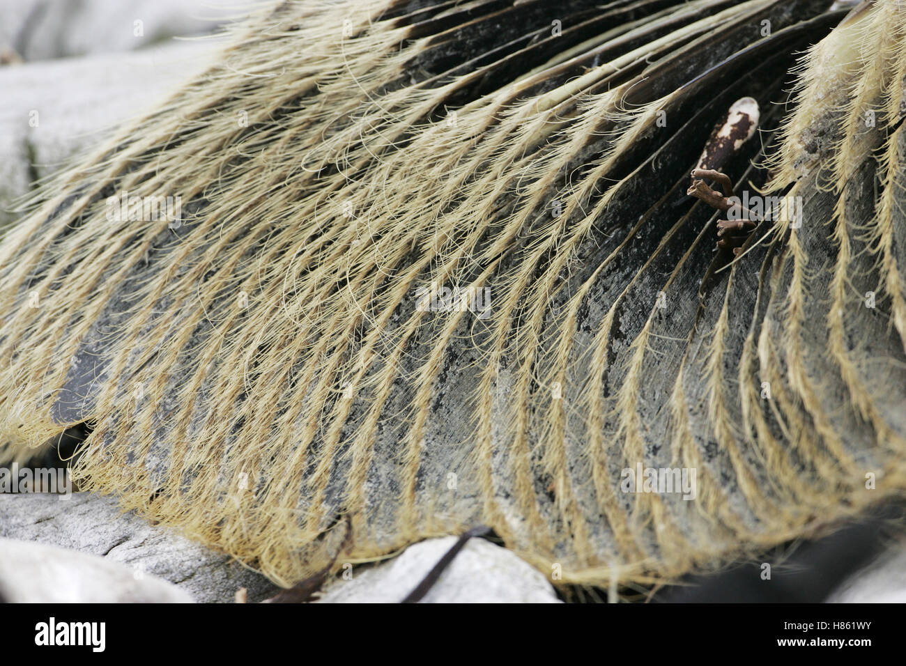 Balaenoptera borealis rorcual placas con barbas Falkland Islands Foto de stock