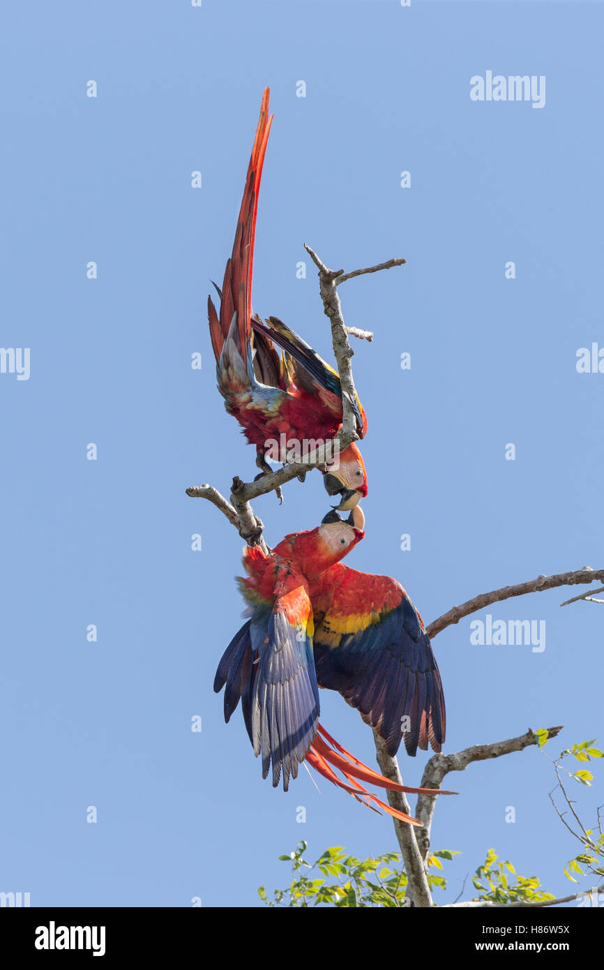 Guacamaya Roja (Ara macao) par el cortejo, Península de Osa, Costa Rica