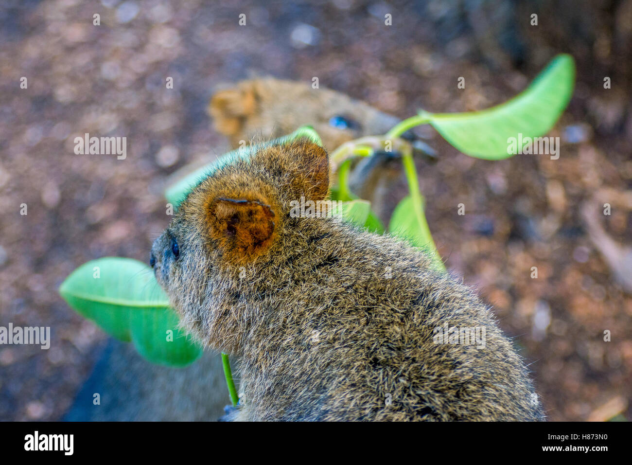 Quokka, animales nativos australianos, comer ramas de árbol Foto de stock
