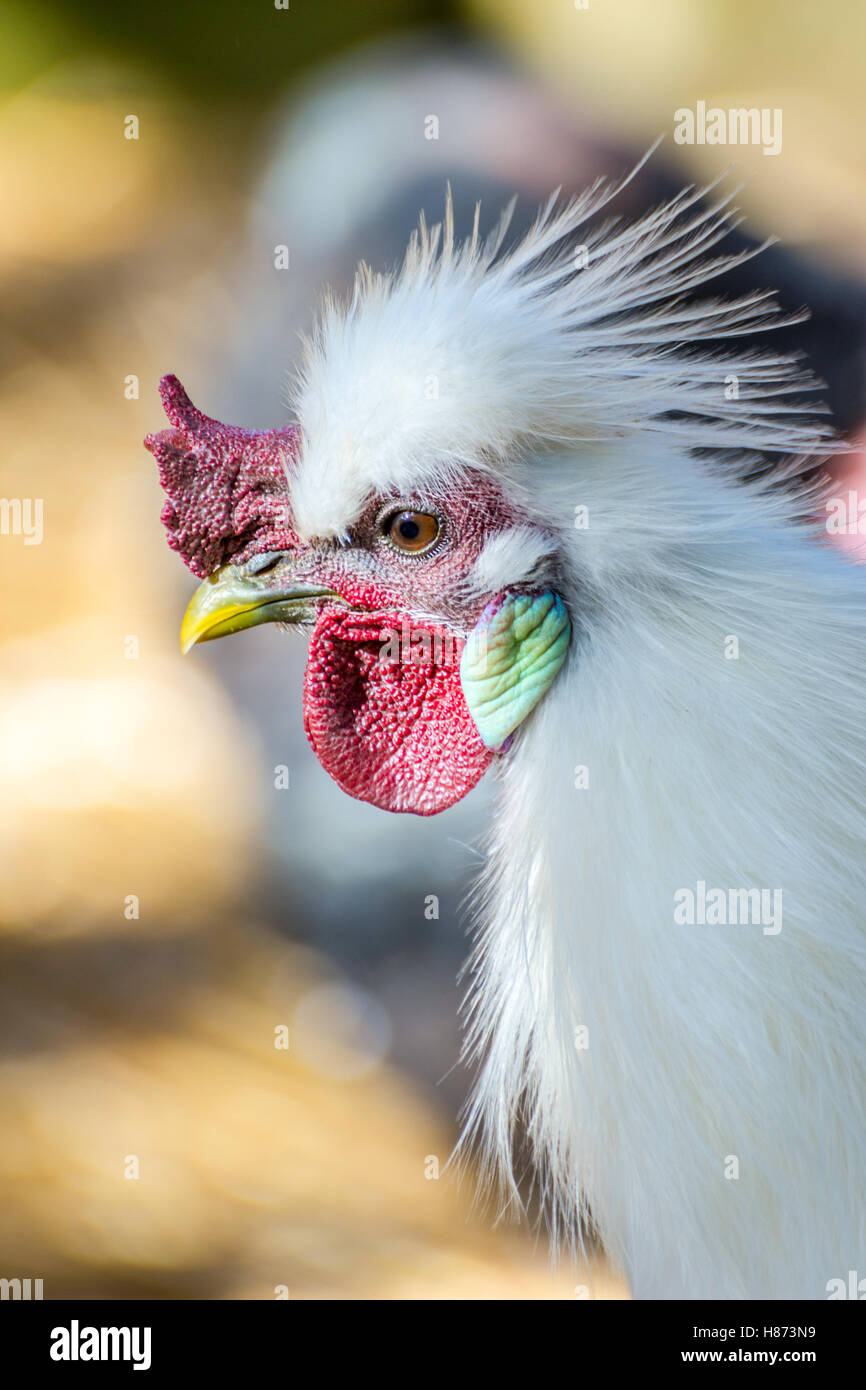 Gallina Blanca con plumas largas, cerrar Foto de stock