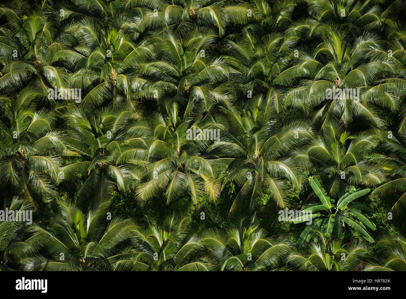 Palma de coco (Cocos nucifera) Bosque, Georgetown, Guyana Foto de stock