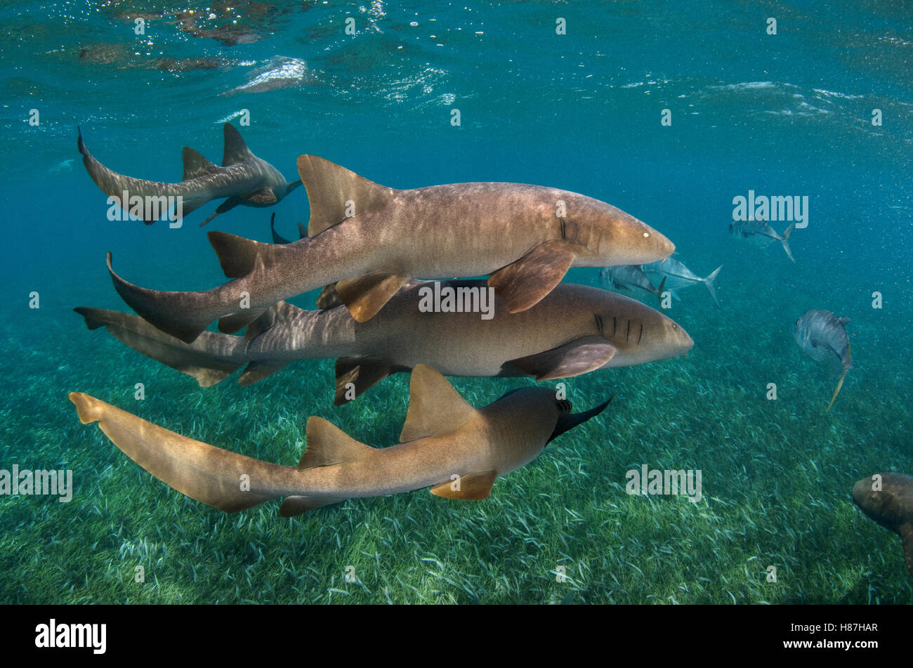 Short-tail tiburón nodriza (Ginglymostoma cirratum) y caballo-eye Trevally (Caranx latus) de la escuela, de la Reserva Marina Hol Chan, Belice Foto de stock