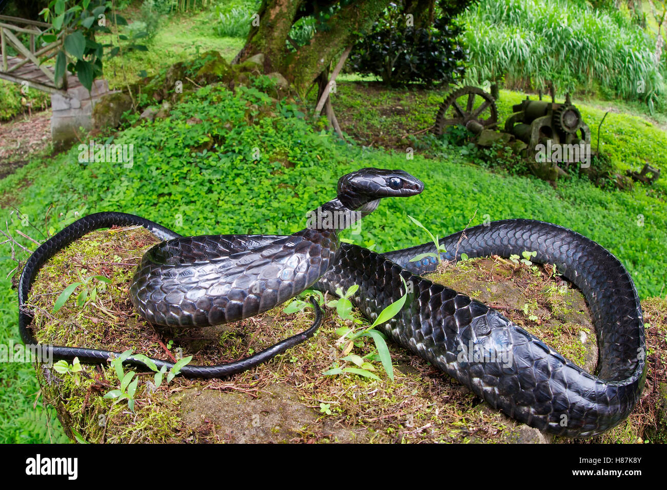Negro de gran escala Tree Snake (Chironius grandisquamis) en postura defensiva, Mindo, Ecuador Foto de stock