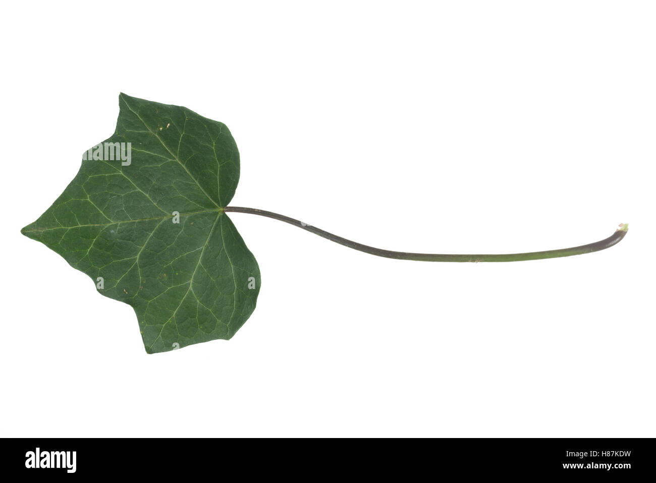 Efeu común, Hedera helix, hiedra, hiedra inglesa, Lierre grimpant. Blatt, Blätter, hojas, hojas Foto de stock