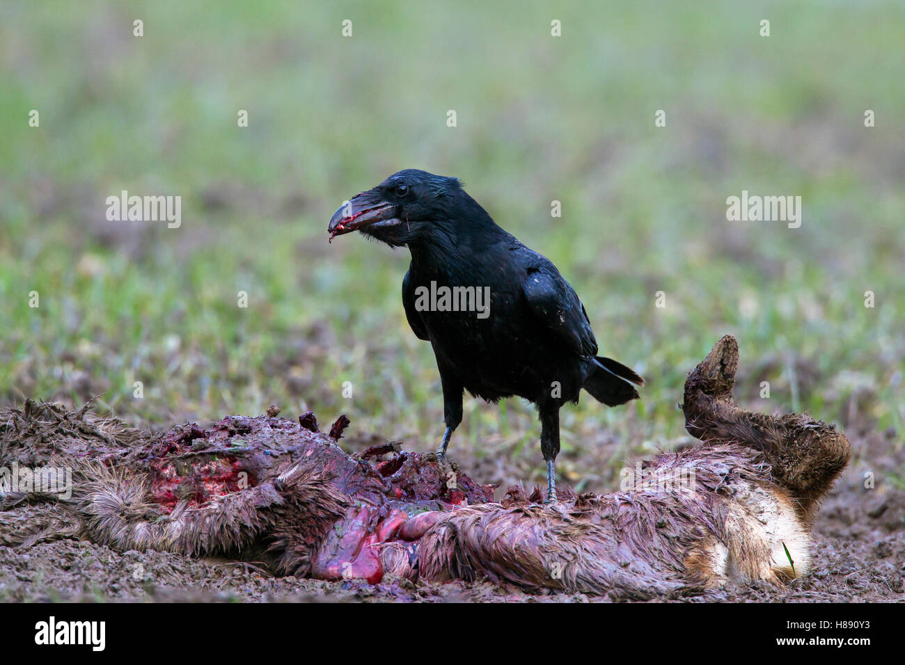 Raven / Norte de cuervo común (Corvus corax) compactación en canal de perecieron el corzo (Capreolus capreolus) en invierno Foto de stock