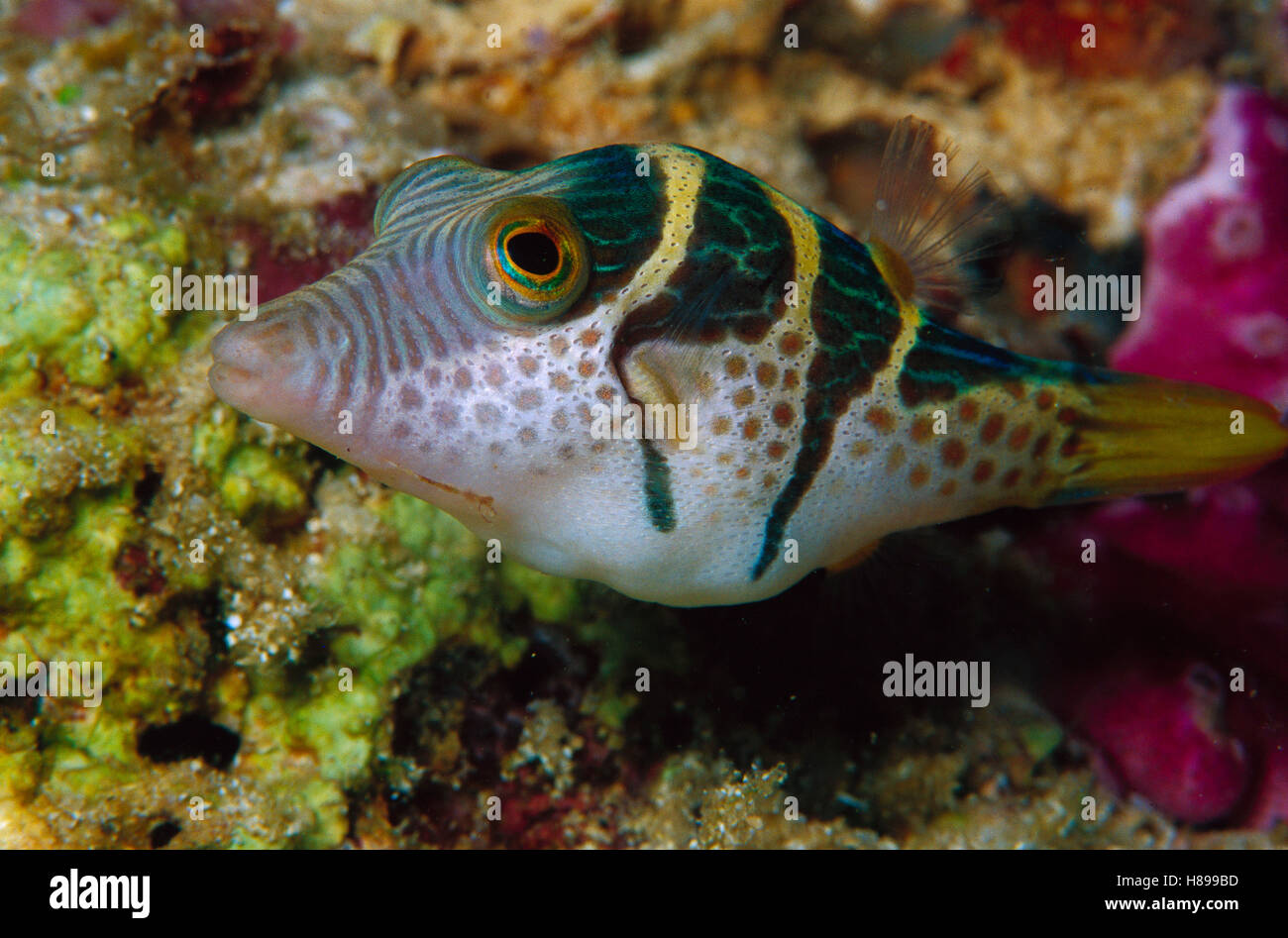 Mimic (Paraluteres prionurus Filefish) de 50 pies de profundidad, Papua Nueva Guinea Foto de stock