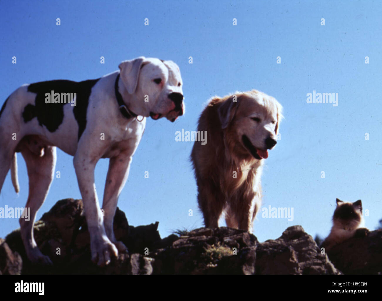 Zurück nach Hause - Die unglaubliche Reise, (retorno enlazado - viaje increíble), USA 1993, Regie: Duwayne Dunham, Szene, Stichwort: Hunde Foto de stock