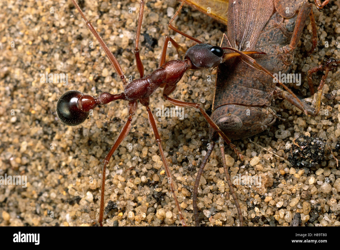 Bulldog hormiga (Myrmecia desertorum) sosteniendo la presa en las mandíbulas venenosas ant potencialmente letal para los seres humanos, los adultos se alimentan principalmente Foto de stock