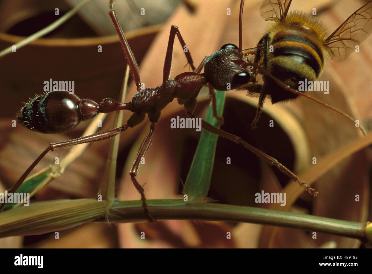 Bulldog hormiga (Myrmecia desertorum) sosteniendo en las mandíbulas de las abejas, hormigas venenosas potencialmente letal para los seres humanos, los adultos se alimentan principalmente Foto de stock