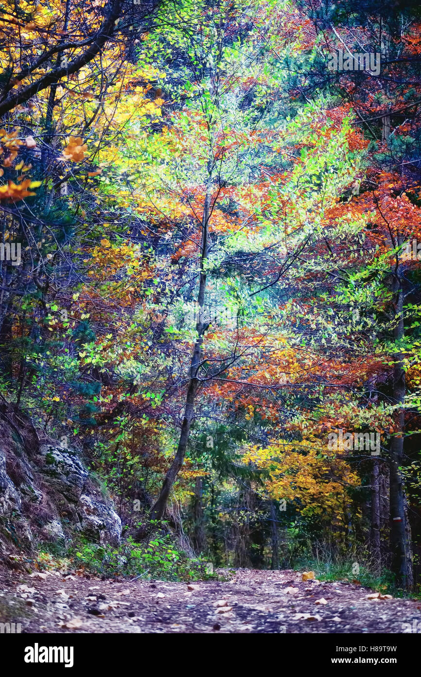 Se abre un camino entre el bosque de árboles que pierden sus hojas en otoño  temprano. La luz solar es difusa entre las hojas de los fores Fotografía de  stock - Alamy