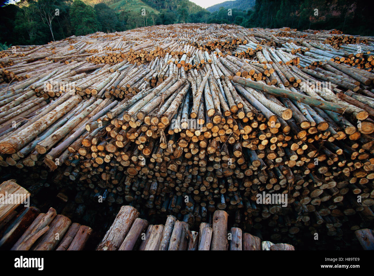 Gum Tree (Eucalyptus sp) apila la madera extraída de las plantaciones de especies no nativas que han sustituido a 7.5 millones de acres Foto de stock