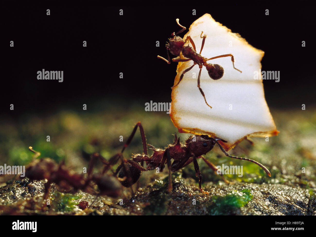Leafcutter hormiga (Atta sp) con sus mandíbulas plena, las hormigas llevando hojas deben depender de otros para la defensa contra un ataque, una menor Foto de stock