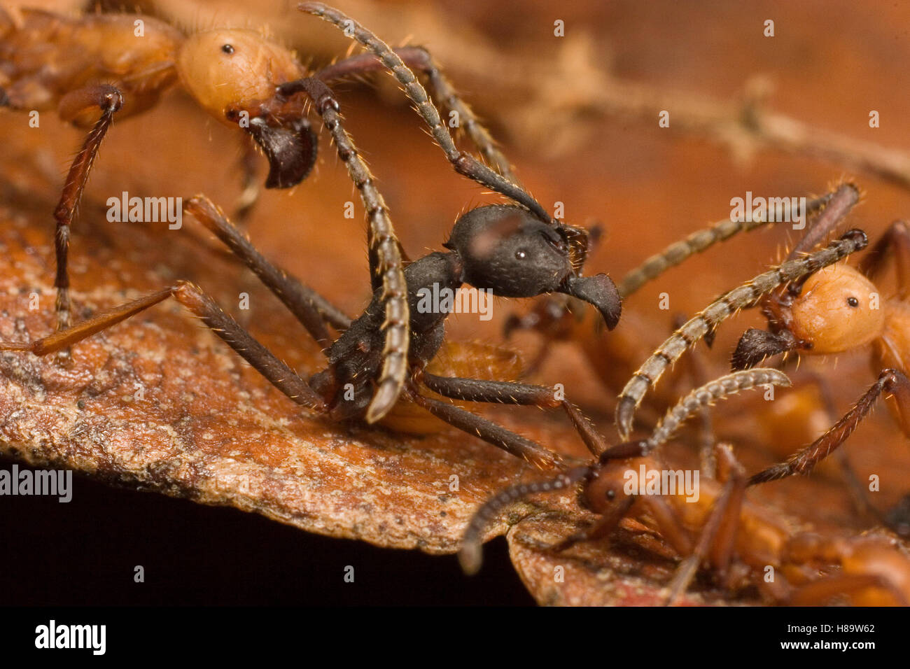 Dos especies de hormigas ejército combates, mayor (Eciton i) y los menores (Eciton hamatum). Las dos colonias discutido durante una hora en un Foto de stock