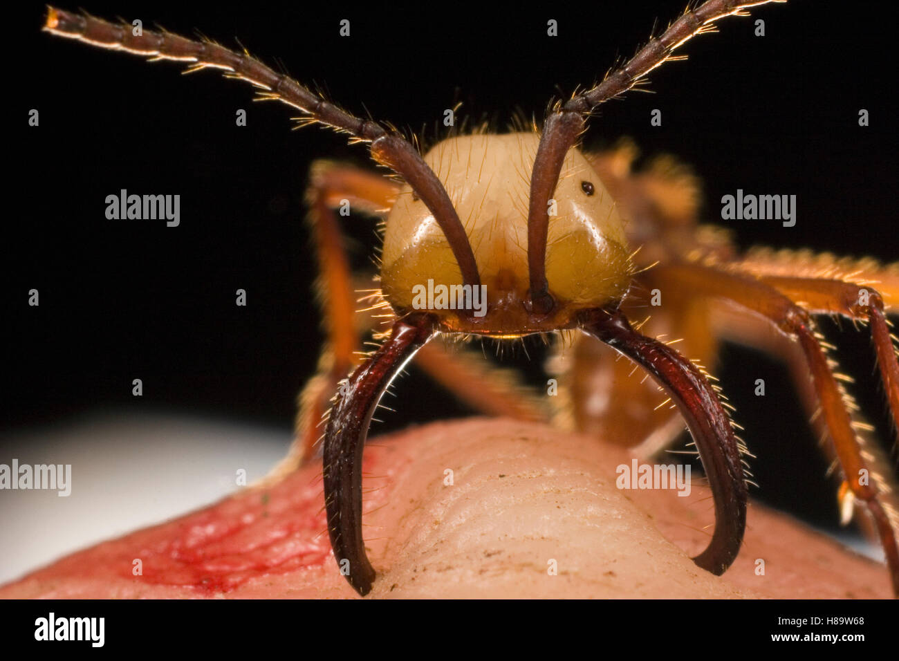 Ejército Eciton hamatum (Ant) principales trabajador mordiendo el dedo mientras las mandíbulas escozor que gira el dedo rojo. También se denomina Foto de stock