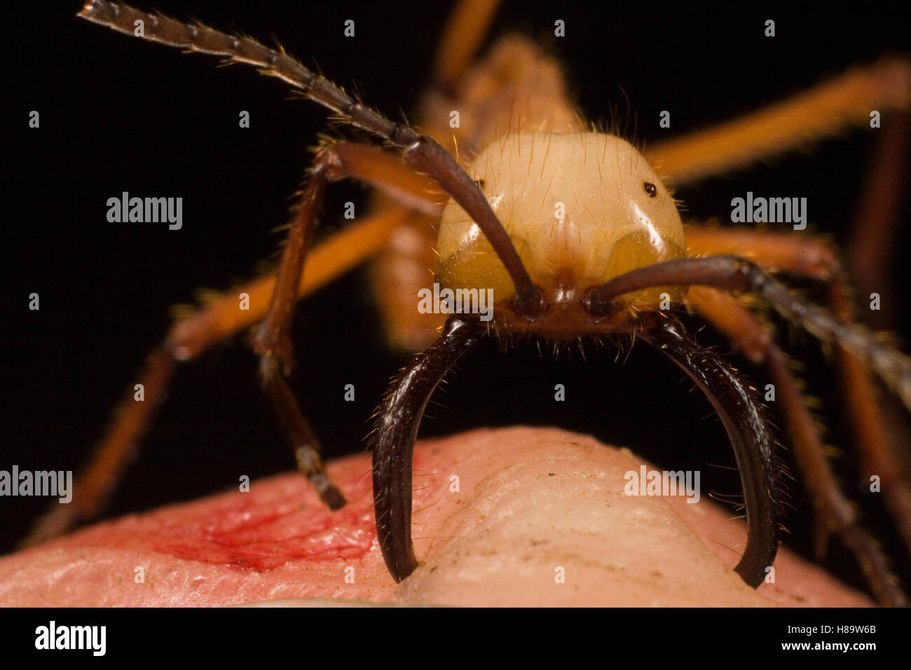 Ejército Eciton hamatum (Ant) principales trabajador mordiendo el dedo mientras las mandíbulas escozor que gira el dedo rojo. También se denomina Foto de stock