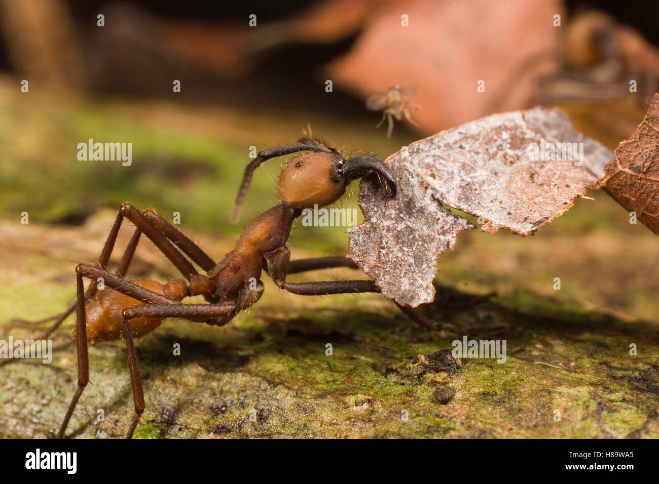 Ejército (Eciton burchellii Ant) llevando hojas, a punto de ser desembarcada por diminuta mosca parasitaria que intentará poner un huevo en la Foto de stock
