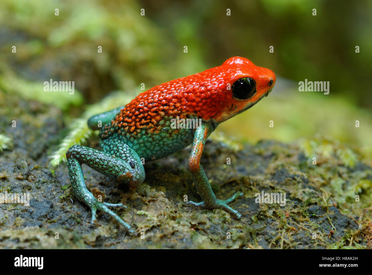 Dardos venenosos granular sapo (Dendrobates granuliferus), el Parque Nacional Corcovado, Costa Rica Foto de stock