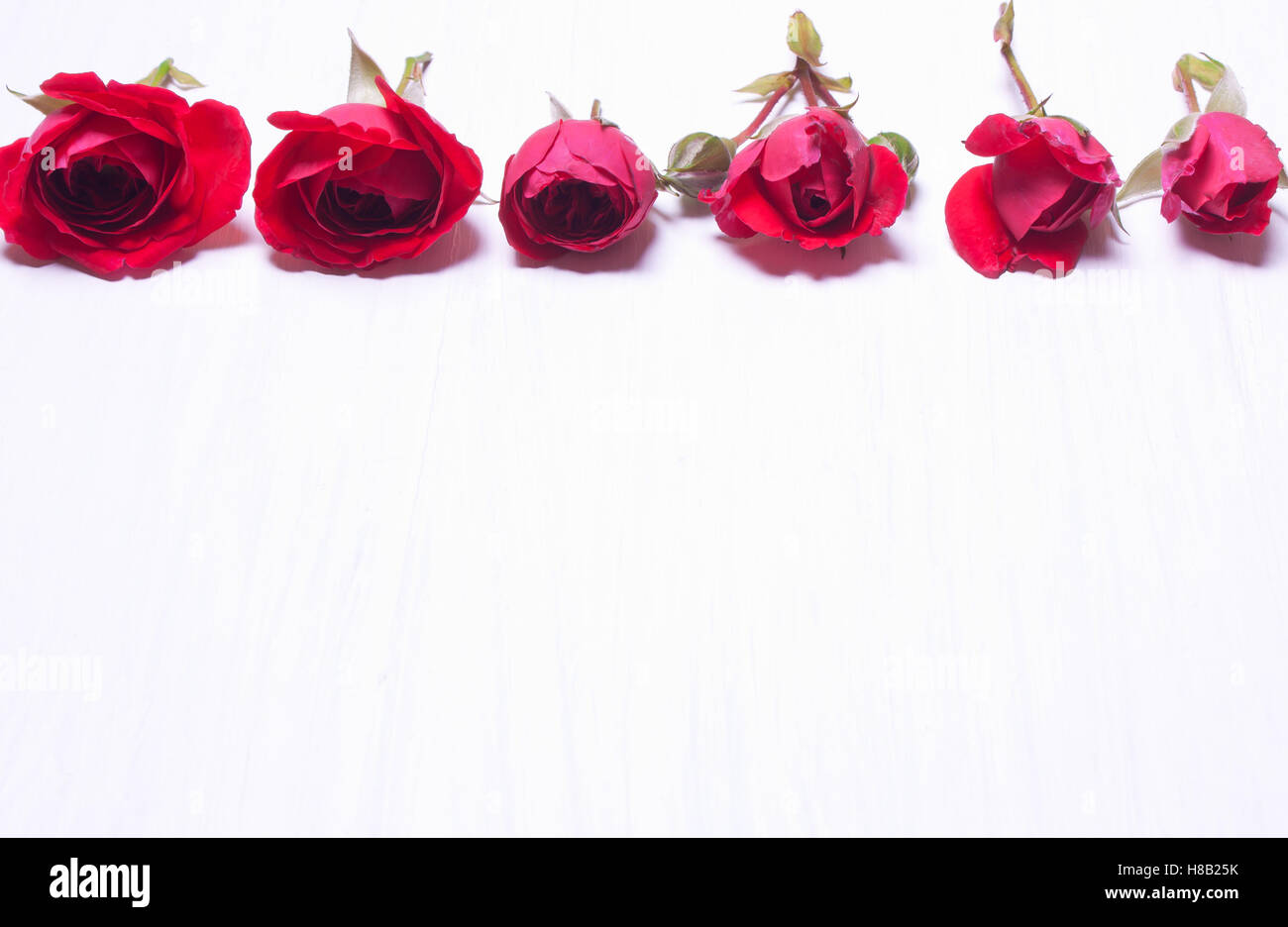 Rosas rojas sobre un fondo blanco.Tarjeta de felicitación con flores de color rosa. Sentar planas,vista aérea.soft focus Foto de stock