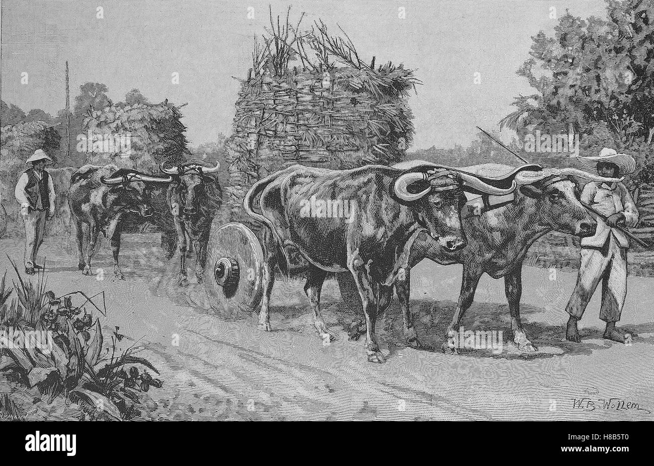 Carro tirado por campesinos ganado en Chile, Xilografía de 1892 Foto de stock