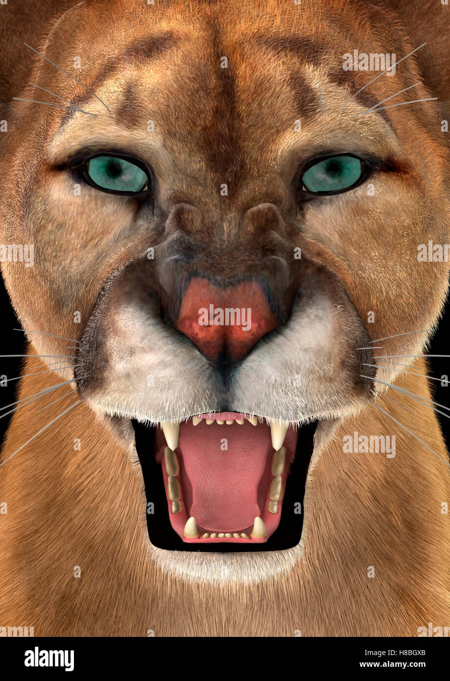 Representación de cabeza de un puma, closeup de stock - Alamy