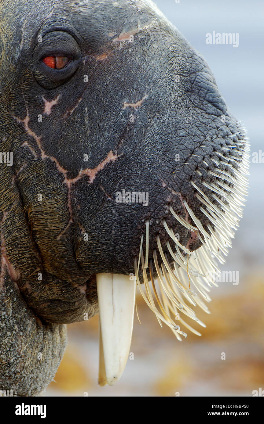 La morsa (Odobenus rosmarus), retrato, Noruega, Svalbard Fotografía de  stock - Alamy