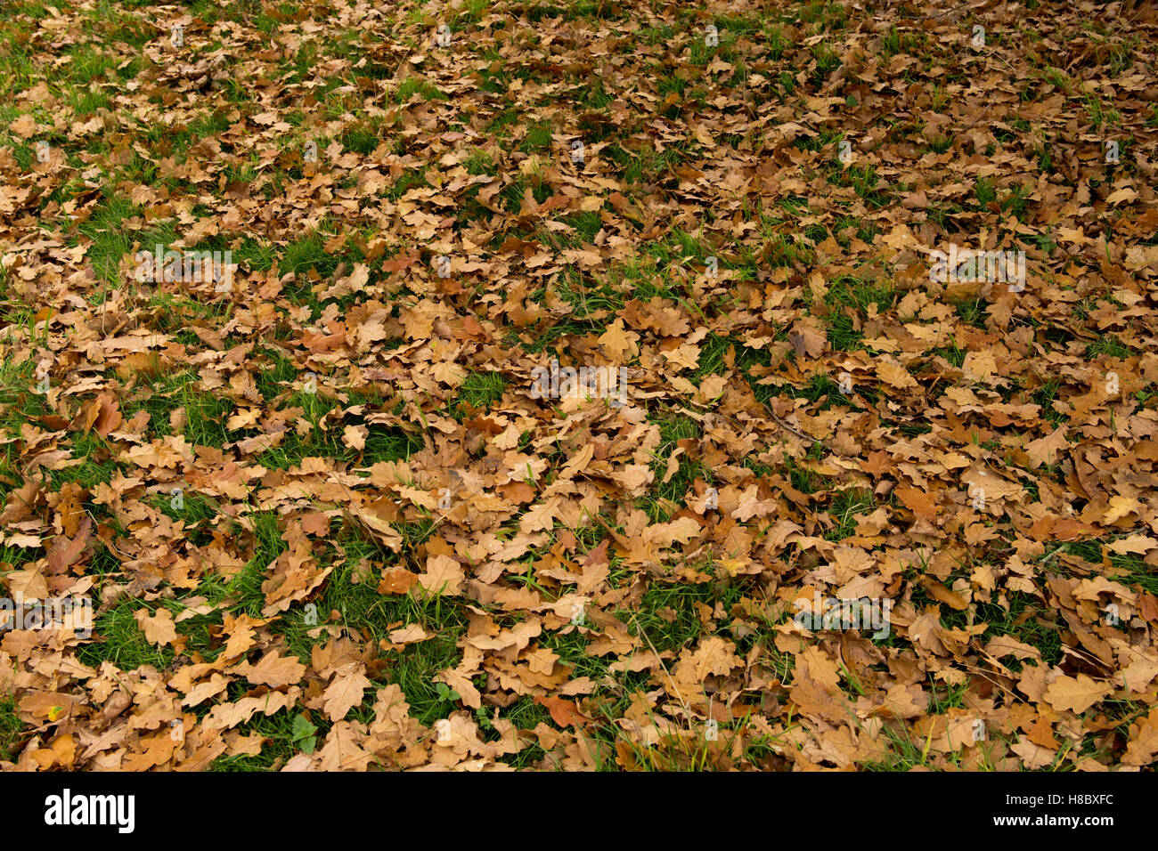 Dorar las hojas caídas de Inglés un árbol de roble, Quercus robur recostados sobre el pasto en otoño, Octubre Foto de stock