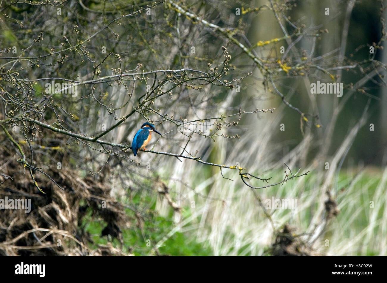 Kingfisher perch Foto de stock
