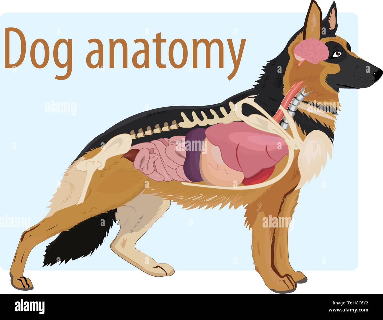 Anatomía de perro doméstico ilustración Ilustración del Vector