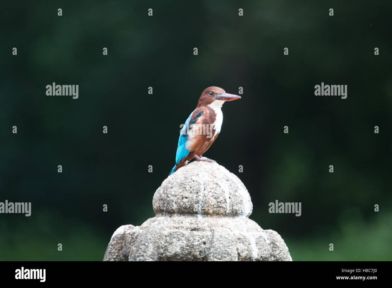 Pied Kingfisher en un trono de piedra Foto de stock