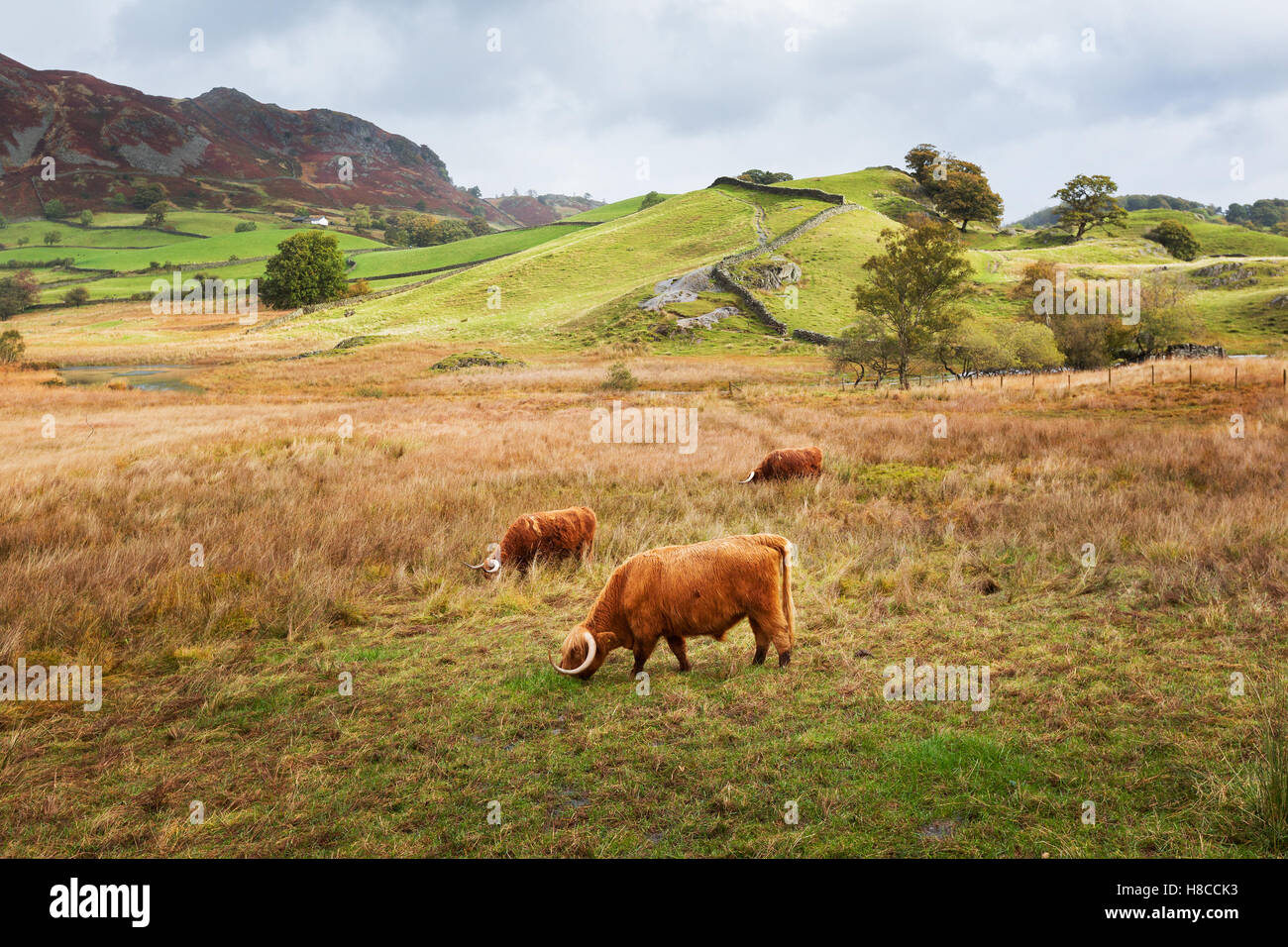 Highland ganado pastando en Little Langdale en el Lake District, en el Reino Unido. Foto de stock
