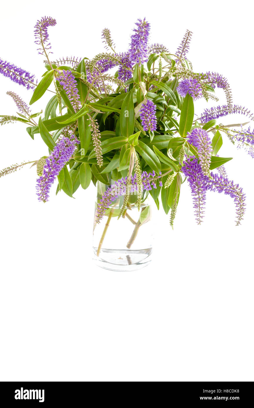 Jarrón de cristal con flores de color lila de verano Foto de stock