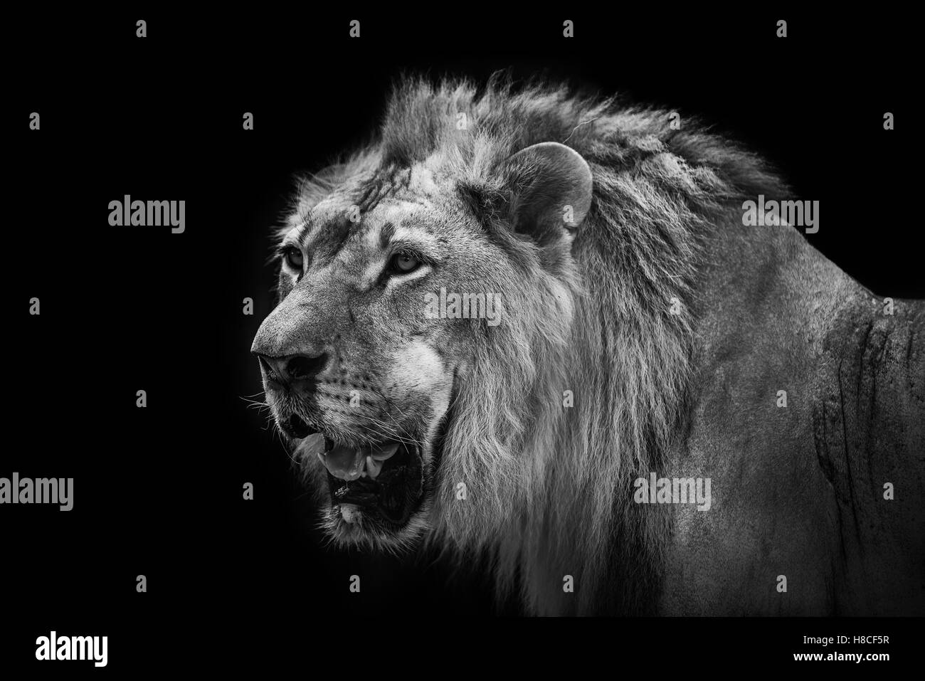 Lado retrato de un león africano macho grande Foto de stock