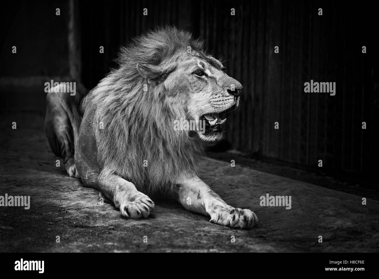 León Africano macho grande Foto de stock