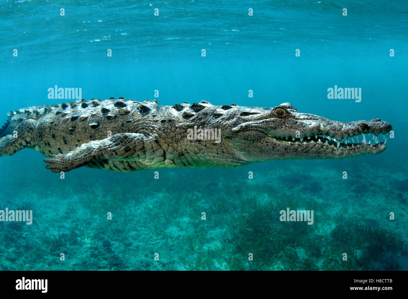 Jardines de la Reina (Jardines de la Reina) es el área protegida más grande de Cuba. El Cocodrilo Americano (Crocodylus acutus). Foto de stock