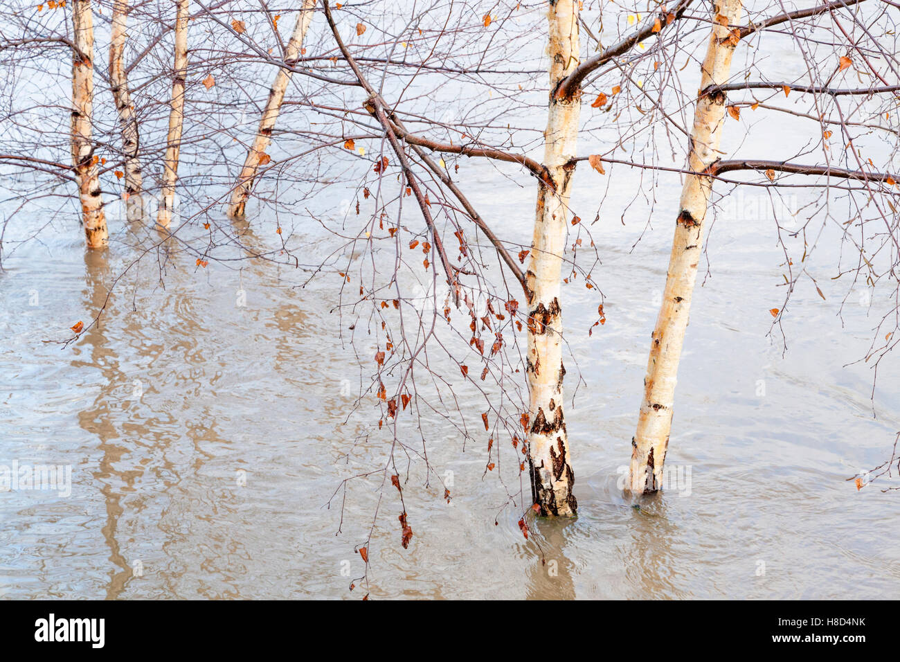 Abedules en el río inundado Trent desborda las orillas del río, Nottingham, Inglaterra, Reino Unido. Foto de stock