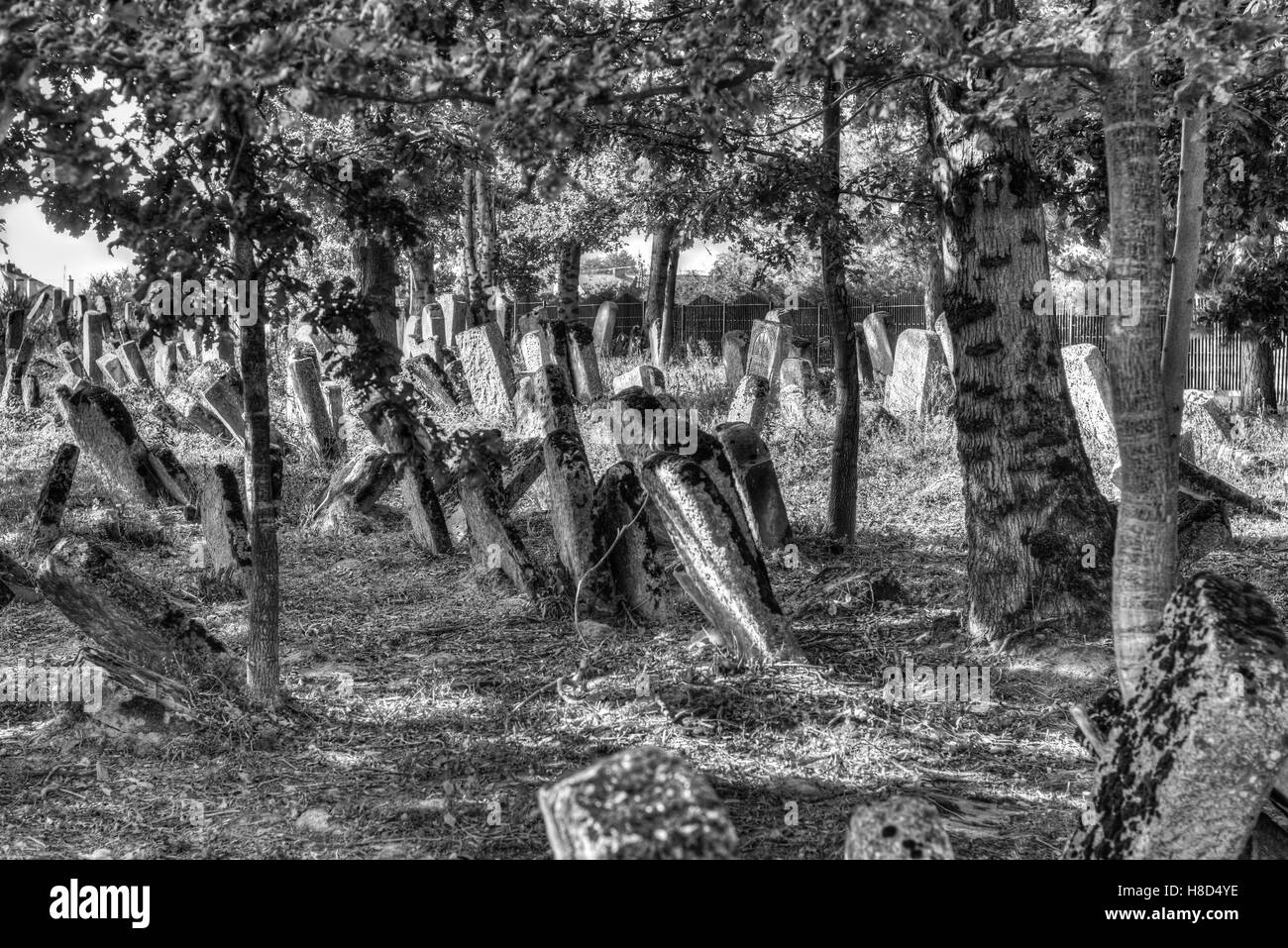Antiguo cementerio judío, abandonado y olvidado, el cementerio judío, viejos árboles cubren las lápidas judías Foto de stock