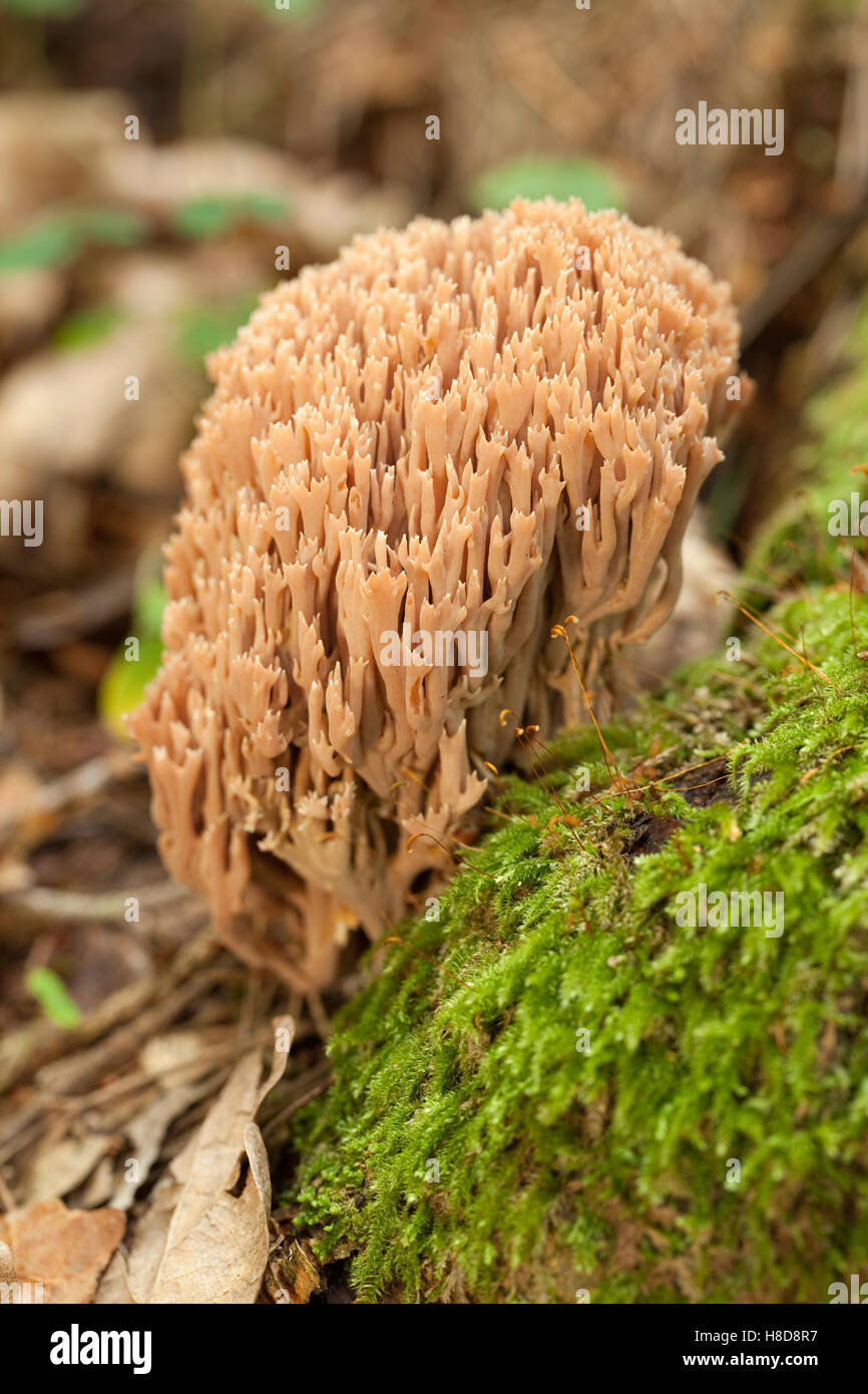 Incomible hongo coral(Ramaria stricta) en MOSS Foto de stock