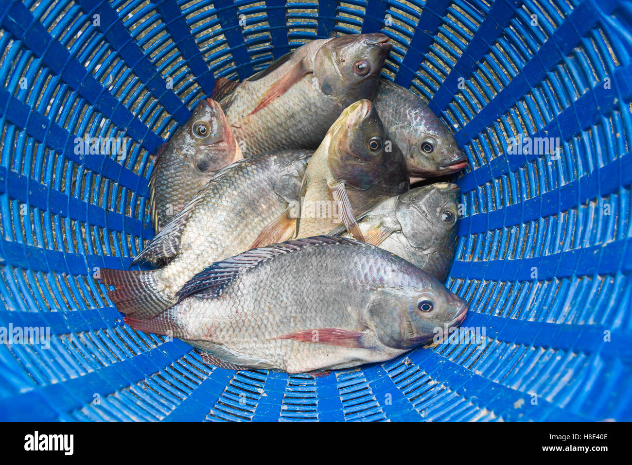 La tilapia del Nilo y la tilapia (conocido como Mango pescado, nilotica) en  la cuchara de plástico azul, fresco pescado de agua dulce crudo en plástico  azul baske Fotografía de stock -