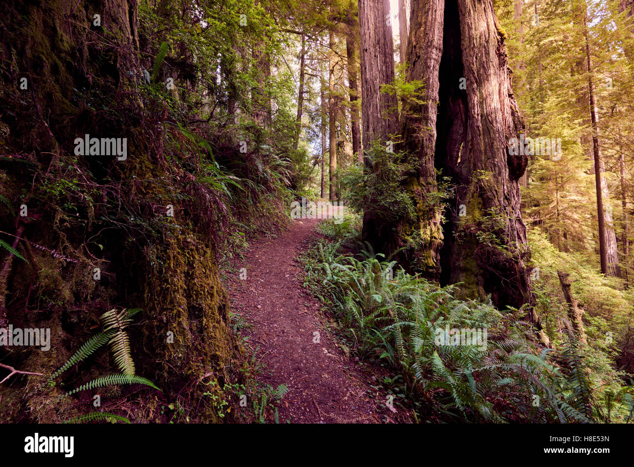 Senderismo en el Parque Nacional Redwood, en California, a lo largo de Miner's Ridge trail Foto de stock