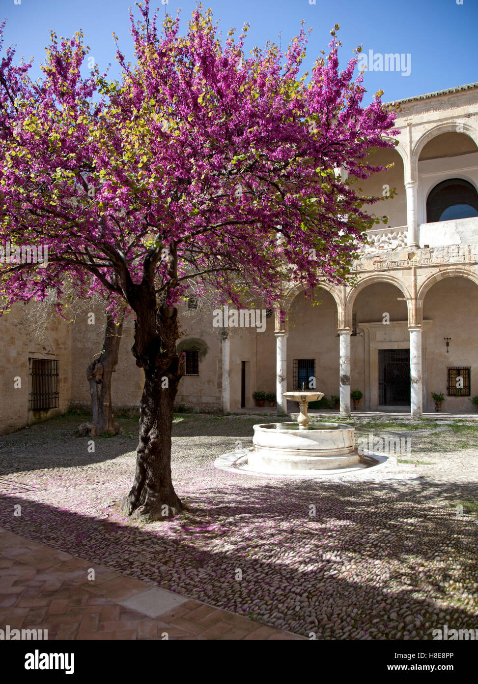 Un árbol con Judas florecen en los claustros del Palacio de los Ribera en Bornos , España Foto de stock