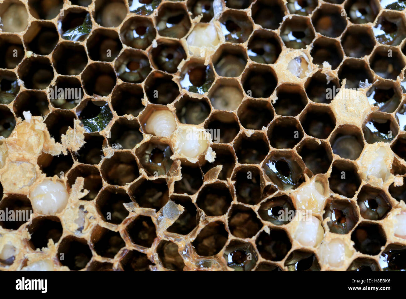 Close-up de panal de miel de abeja y tienen carácter alimentario para