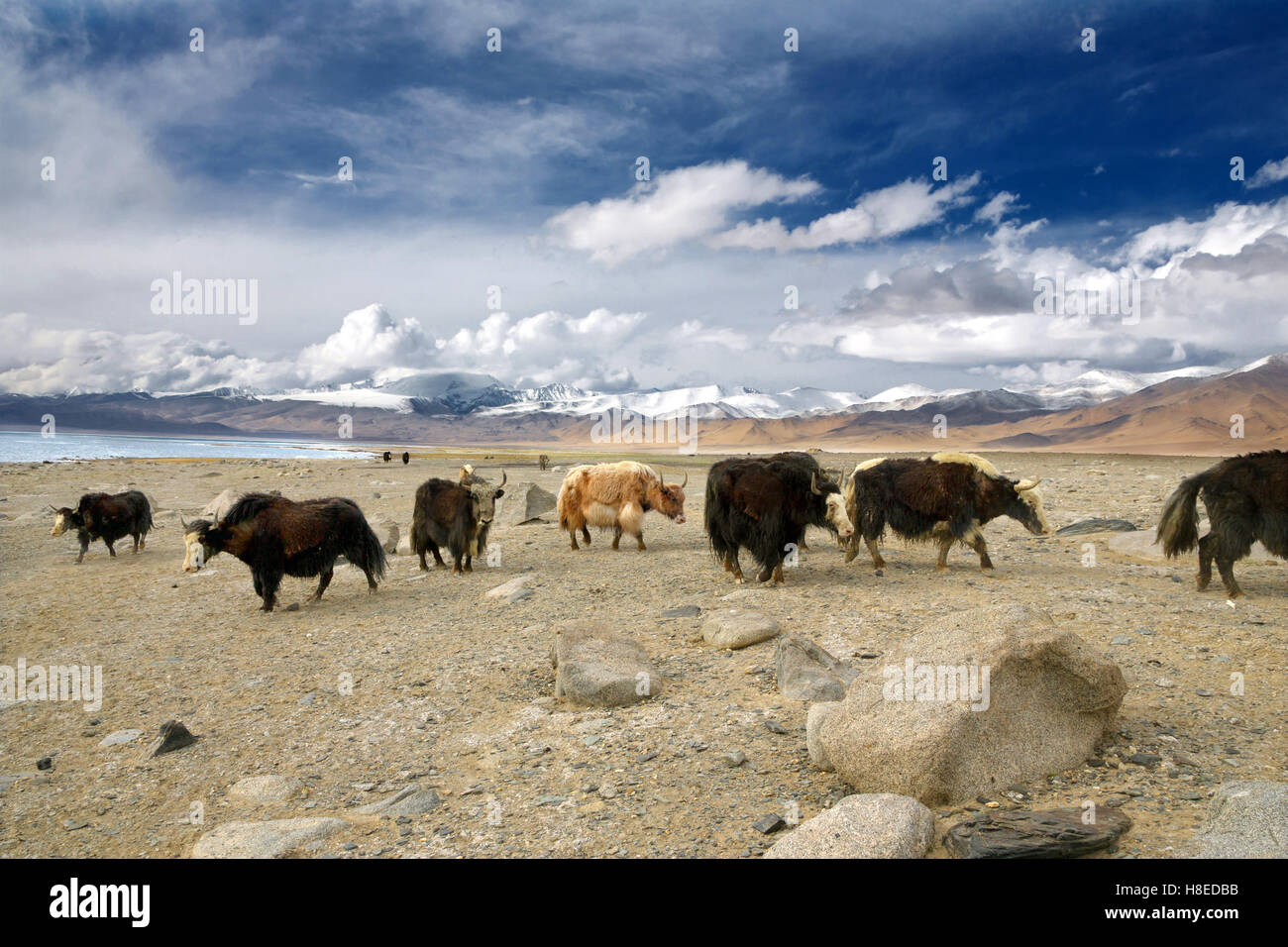 Los yaks, cerca del lago Karakul en GBAO Pamir de Tayikistán Foto de stock